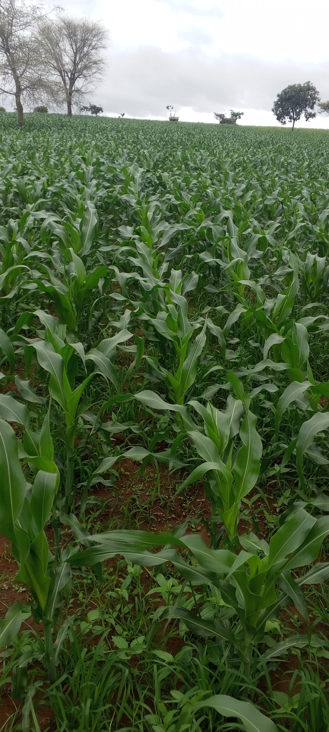 You are currently viewing TSP+CAN